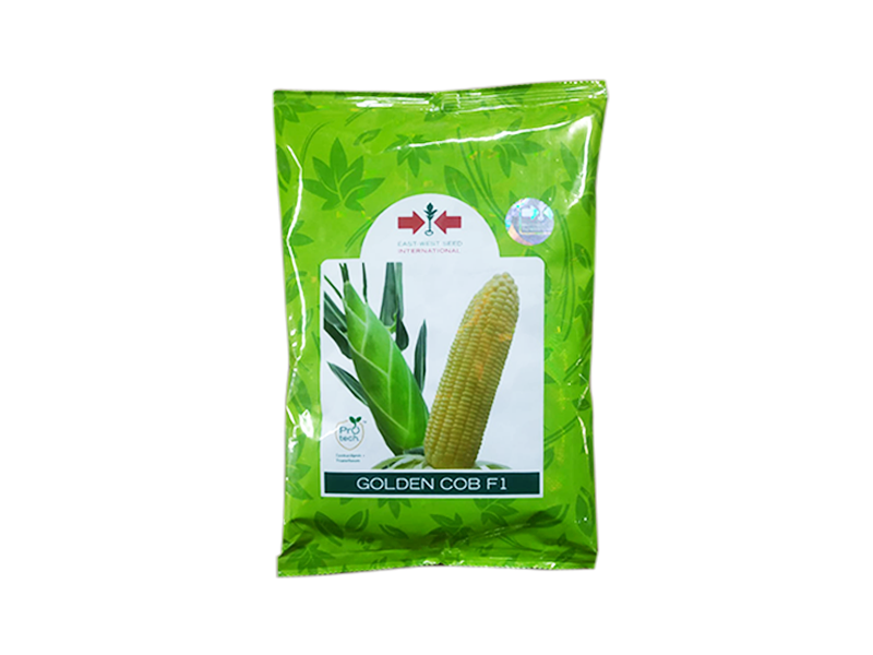 Golden cob F1